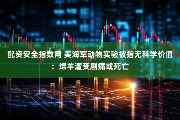 配资安全指数网 美海军动物实验被指无科学价值：绵羊遭受剧痛或死亡