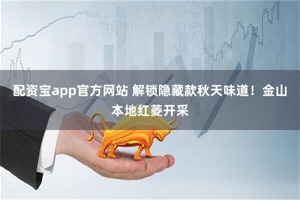 配资宝app官方网站 解锁隐藏款秋天味道！金山本地红菱开采